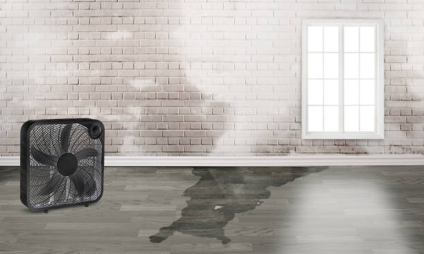 Best Water damage restoration experts  in Pembroke Park, FL